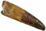 Fossil Spinosaurus Tooth - Huge Dinosaur Tooth #227269-1